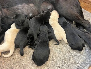 8 Labrador Retriever til salg på købhund.dk