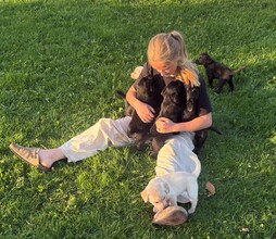 8 Labrador Retriever til salg på købhund.dk