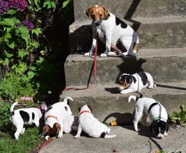 6 Dansk/Svensk Gårdhund til salg på købhund.dk