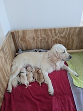11 Golden Retriever til salg på købhund.dk