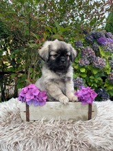 4 Tibetansk Spaniel til salg på købhund.dk