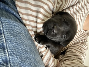 6 Labrador Retriever til salg på købhund.dk