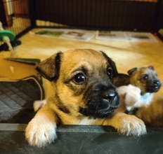 6 Cairn Terrier til salg på købhund.dk