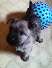 6 Cairn Terrier til salg på købhund.dk