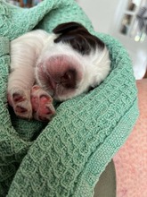 4 Engelsk Springer Spaniel til salg på købhund.dk