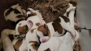 5 Dansk/Svensk Gårdhund til salg på købhund.dk