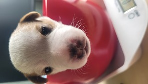 5 Dansk/Svensk Gårdhund til salg på købhund.dk