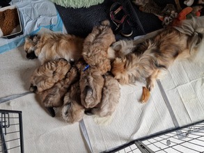 6 Tibetansk Spaniel til salg på købhund.dk