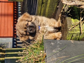 6 Tibetansk Spaniel til salg på købhund.dk
