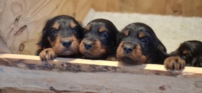 6 Gordon Setter til salg på købhund.dk