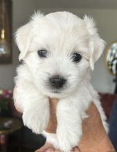 3 Coton de Tulear til salg på købhund.dk