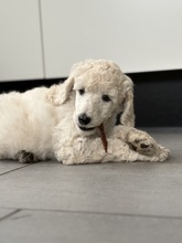 6 Pudel, stor til salg på købhund.dk
