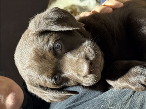 5 Labrador Retriever til salg på købhund.dk