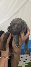 7 Grand Danois til salg på købhund.dk