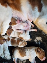 6 Breton til salg på købhund.dk