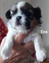 5 Shih Tzu til salg på købhund.dk