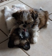 5 Shih Tzu til salg på købhund.dk