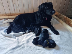 7 Hovawart til salg på købhund.dk