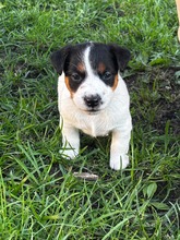 5 Jack Russell Terrier til salg på købhund.dk