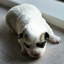3 Coton de Tulear til salg på købhund.dk