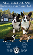9 Welsh Corgi Cardigan til salg på købhund.dk