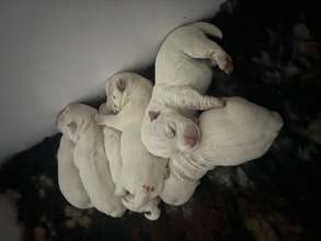 6 West Highland White Terrier til salg på købhund.dk