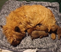 4 Cairn Terrier til salg på købhund.dk