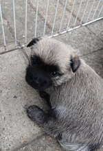 4 Cairn Terrier til salg på købhund.dk