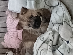 3 Cairn Terrier til salg på købhund.dk