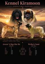 9 Leonberger til salg på købhund.dk