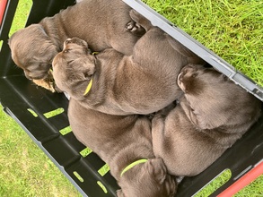 4 Labrador Retriever til salg på købhund.dk
