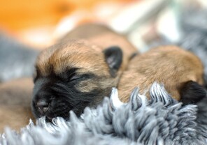 4 Cairn Terrier til salg på købhund.dk