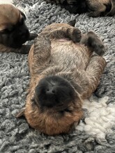 4 Cairn Terrier til salg på købhund.dk