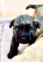 4 Cairn Terrier til salg på købhund.dk