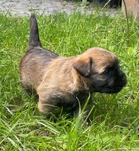 4 Cairn Terrier til salg på købhund.dk
