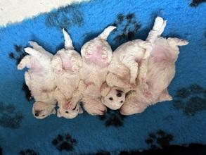 5 Bichon Frisé til salg på købhund.dk