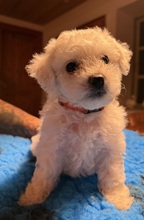 5 Bichon Frisé til salg på købhund.dk