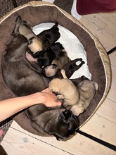 8 Mops til salg på købhund.dk