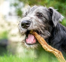 7 Irsk Ulvehund til salg på købhund.dk