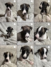 9 Whippet til salg på købhund.dk