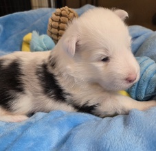7 Shetland Sheepdog til salg på købhund.dk