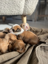 5 Bichon Havanais til salg på købhund.dk