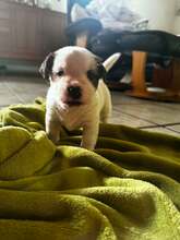 1 Jack Russell Terrier til salg på købhund.dk