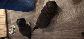 2 Shih Tzu til salg på købhund.dk