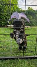 2 Shih Tzu til salg på købhund.dk