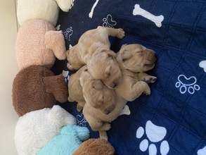 3 Golden Retriever til salg på købhund.dk