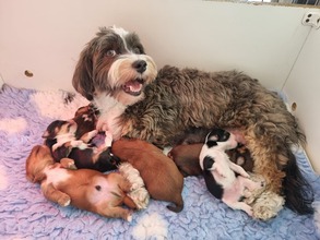 6 Bichon Havanais til salg på købhund.dk
