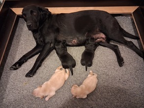 4 Labrador Retriever til salg på købhund.dk