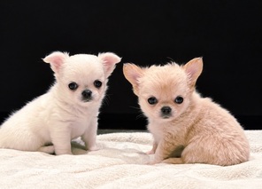 3 Chihuahua, langhåret til salg på købhund.dk