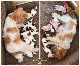 7 Jack Russell Terrier til salg på købhund.dk